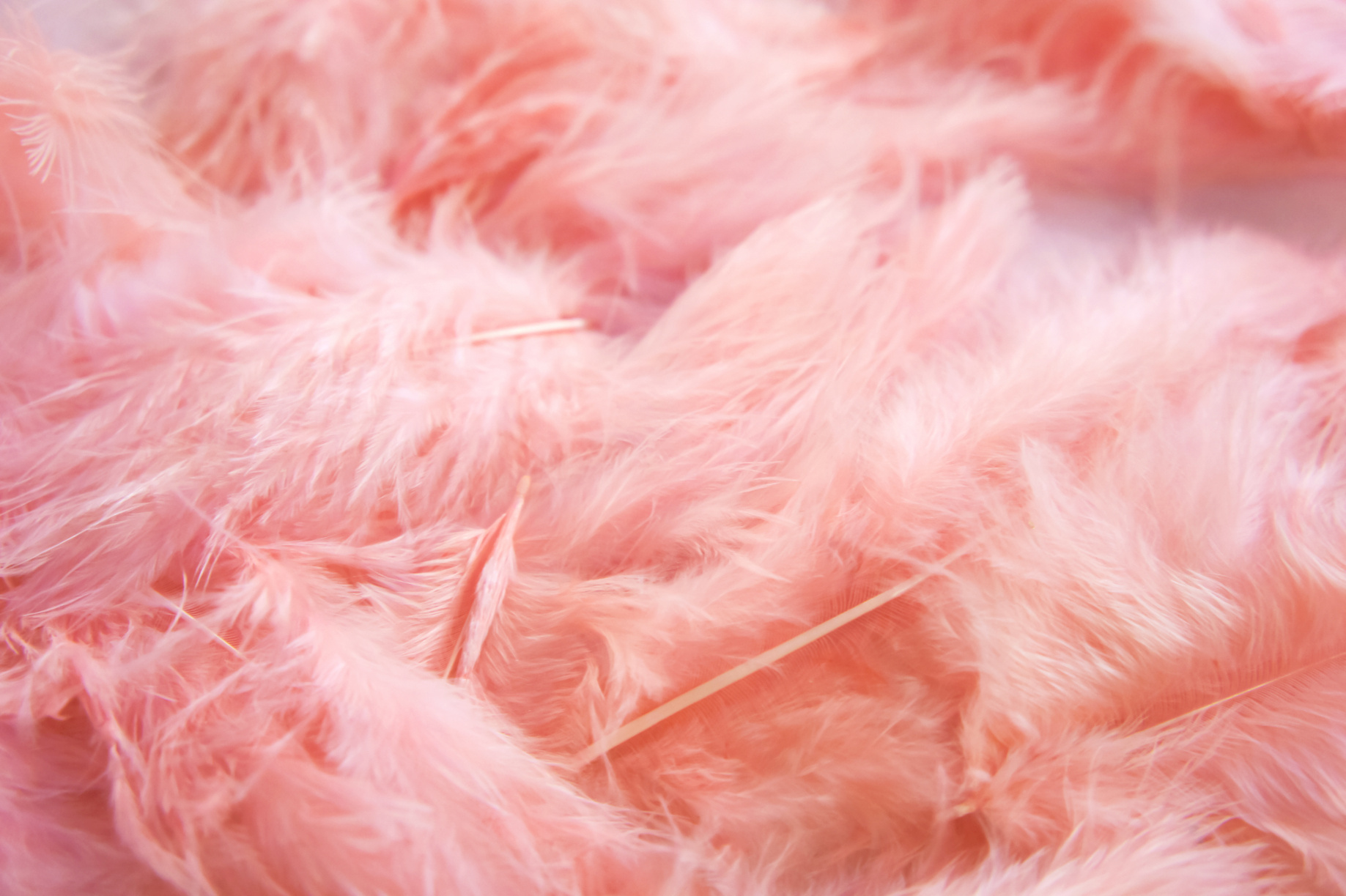 Pink Delicate Feathers Background. Feminine Pink Fluffy Background